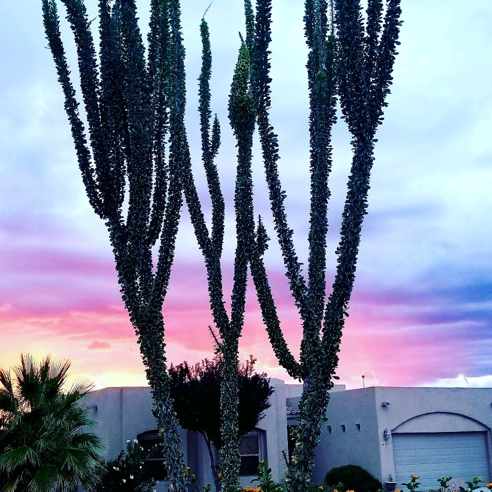 Meet your Posher, Joely